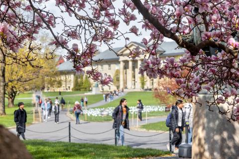 People make their way to class among magnolia trees